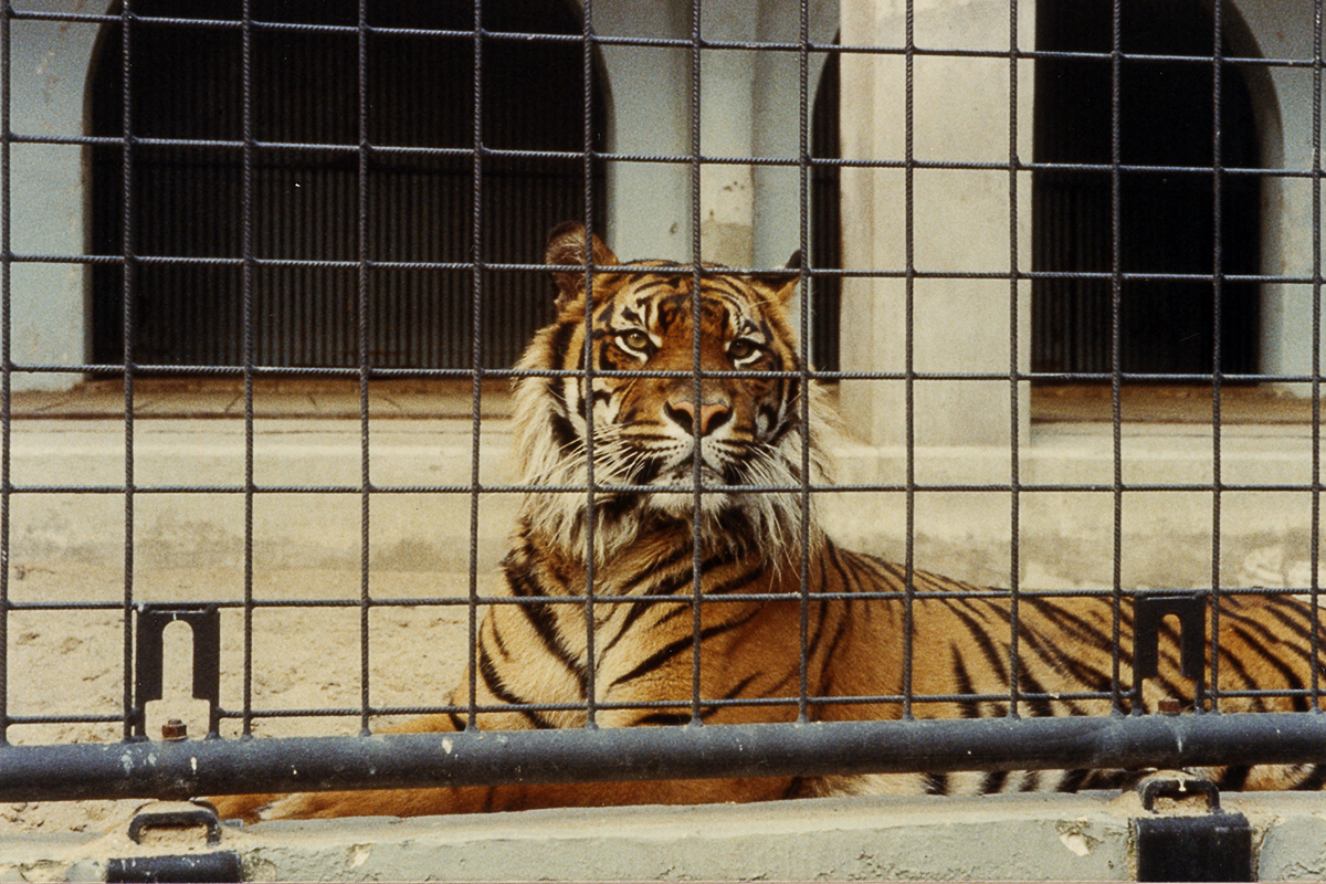 Artis 1981 - Sumatraanse tijger Amsterdam
